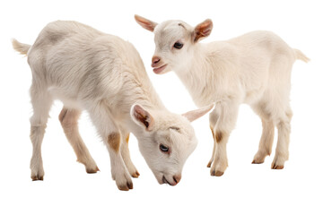 Obraz premium Ultra realistic baby farm animals, calf, kid goat, lamb and chick eating feed, cute young animals, small proportions, calm curious expressions, soft detailed fur and feathers, gentle studio lighting, 