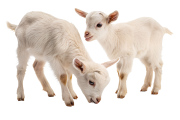 Ultra realistic baby farm animals, calf, kid goat, lamb and chick eating feed, cute young animals, small proportions, calm curious expressions, soft detailed fur and feathers, gentle studio lighting, 