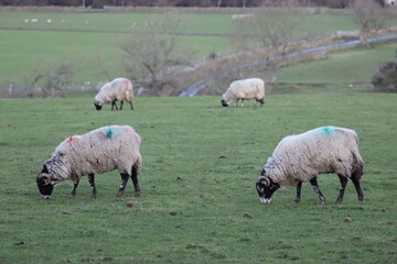 Fototapeta premium Sheep grazing in a field