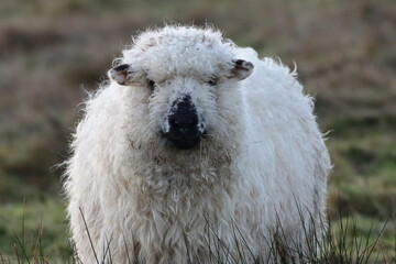 Greyface Dartmoor sheep in a field © Francesca Leslie