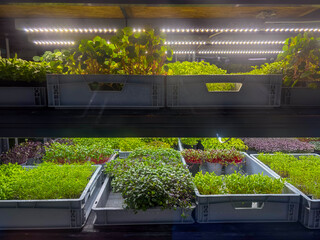 ertical microgreens farm under LED grow lights modern city farming concept racks with trays of fresh sprouts in industrial indoor facility