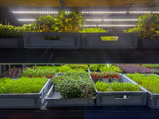 ertical microgreens farm under LED grow lights modern city farming concept racks with trays of fresh sprouts in industrial indoor facility © Lana Pietukhova