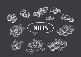 Hand-Drawn Collection of Various Nuts in Line Art Style