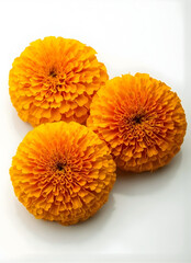 Three vibrant orange marigold flowers on white background
