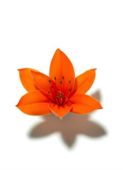 Vibrant orange lily flower with six petals and stamens on white background