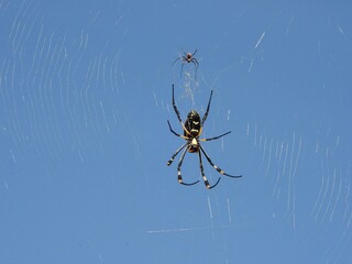 spider on web
