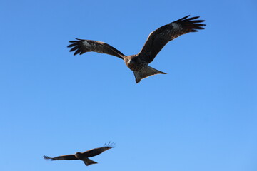 Black kites fly in the blue sky