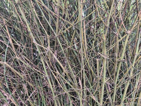 Bamboo (Bambusa sp.), known locally as Buluh, features dense, interlocking woody culms used for construction and crafts.