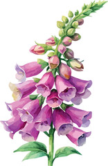 Digitalis Foxglove Botanical Watercolor Illustration © Elena