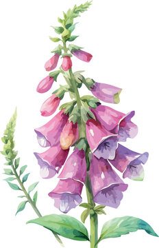 Wild Foxglove Plant with Flowers Watercolor Botanical Vector Illustration