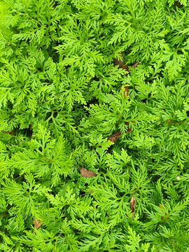 Spiky Selaginella (Selaginella wallichii), known as Paku Lumut, features delicate, fern-like branching fronds that create a lush, mossy carpet.
