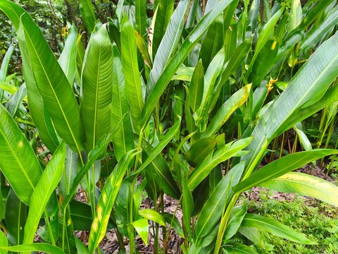 Golden Torch Heliconia (Heliconia psittacorum x spathocircinata), or Sepit Udang Kuning, produces striking yellow bracts that resemble parrot beaks.