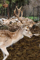 Fallow Deer Buck (Dama dama) Walking in Forest Enclosure