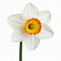 Fototapeta premium Isolated daffodil bloom showcases pristine white petals against bright background