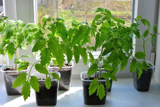 Young Tomato Seedlings Growing on a Sunny Windowsill
