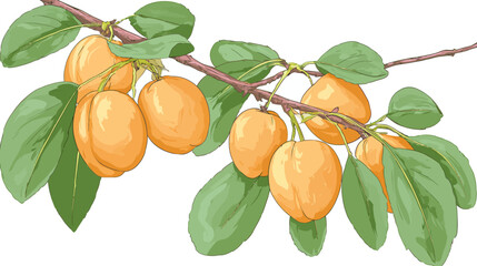 Illustration of fruit-laden branch with ripe, orange fruit and green leaves, all on a white background