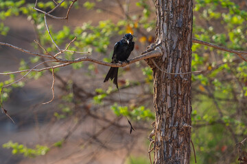 Obraz premium The greater racket-tailed drongo (Dicrurus paradiseus)