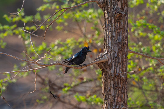 The greater racket-tailed drongo (Dicrurus paradiseus)