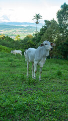 Fototapeta premium The calf of zebu cow. Indonesia
