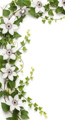 Floral Border with White Flowers and Green Ivy on White Background.