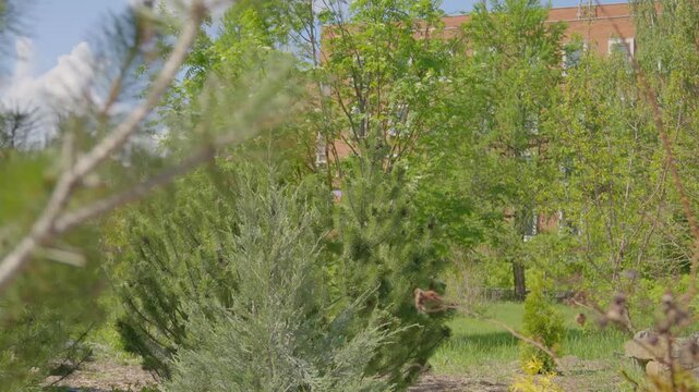 A view of the garden where an apple tree and juniper bush are growing. This scene takes place in a garden near a university campus.