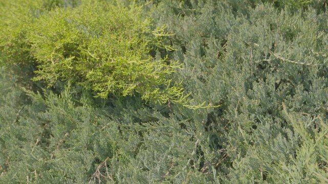 The texture of the juniper branches and bushes is shown in close-up