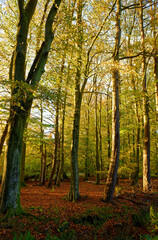 Broad leaf Woodland with the Leaves beginning to turn as Autumn approaches at Crombie Park near Dundee with colourful Leaf litter on the Forest Floor