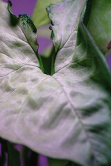Syngonium White Butterfly