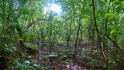 Fototapeta premium Tropical rainforest on volcanic islands during monsoon season. Coastal forests. Lots of woody undergrowth. Spice islands. Indonesia