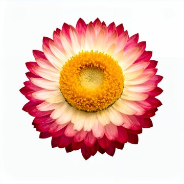 Radiant strawflower blossom displaying layered petals on a clean white backdrop