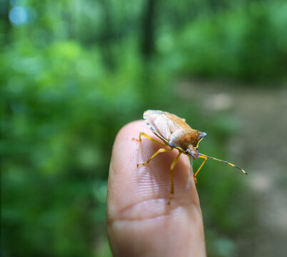 dusky stink bug (Palomena), kermes, wood bug in hands. Oak forest (Mongolian oak) in the Sikhote Alin mountains