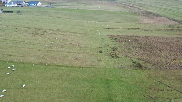 Drone shot of sheep on crofts on the Isle of Lewis on the Outer Hebrides.