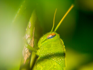 The head of an Egyptian migratory locust (Anacridium aegptium), as a background image, photographed in Tremosine.