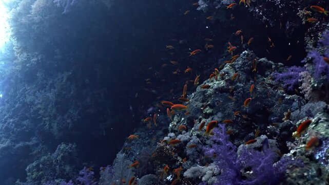 The sheer abundance of life at Yolanda Reef, where a massive, shimmering cloud of thousands of orange and gold Lyretail Anthias (Pseudanthias squamipinnis) swarms vertical reef wall.