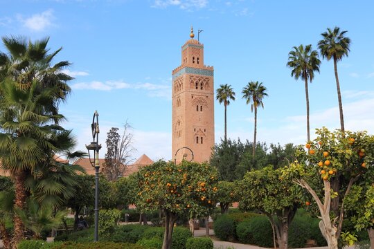 Marrakech city landmark in Morocco. Koutoubia Mosque and orange trees in the park.