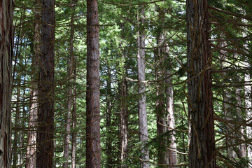 Trees in the The Redwoods Whakarewarewa Forest, North Island, New Zealand