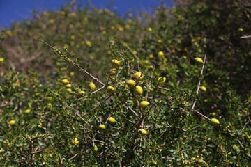 Argan tree fruit in Morocco. Argania tree species endemic to Sous valley.