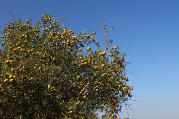 Argan tree fruit in Morocco. Argania tree species endemic to Sous valley.