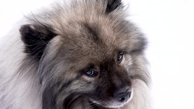 Close-up of a Keeshond (Wolfspitz) dog looking to one side and slowly turning its head to the other side. Gentle movement, soft fur and calm mood in a peaceful slow motion pet scene.