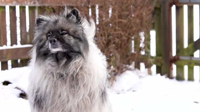 Keeshond (Wolfspitz) dog facing the camera outdoors while a light breeze moves its fur. Relaxed posture and gentle motion create a peaceful and emotional slow motion pet portrait.