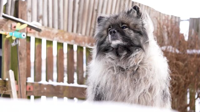 Low angle view of a Keeshond (Wolfspitz) dog outdoors, looking upward with calm and attentive expression. Fluffy fur and cool winter atmosphere create a cinematic and emotional pet portrait.