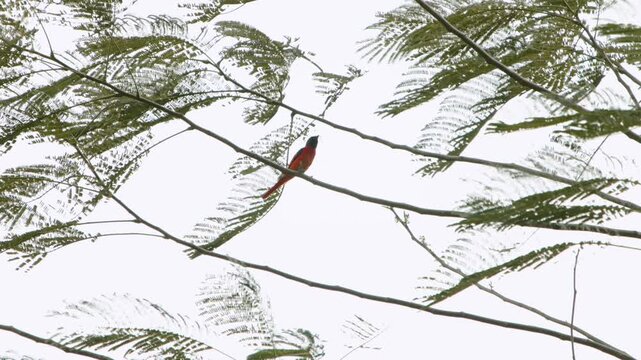 A scarlet minivet perches on a tree branch during strong wind, clutching nesting material in its beak. The scene highlights breeding behavior, resilience, and adaptation during nest-building in a natu