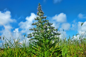 Bugloss, echium (Echium biebersteinii). Dry steppe with intensive grazing of cattle and sheep, but this plant is not eaten because it is highly poisonous. Kerch Peninsula, Crimea. Folk medicine plant