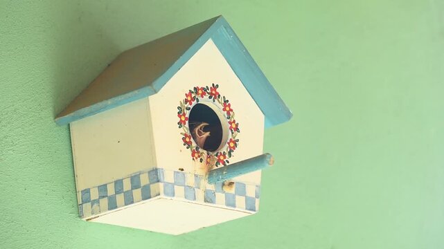 Saffron finch baby birds inside an artificial nest box