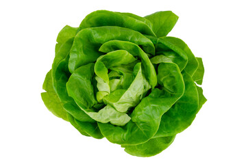 the fresh green lettuce head