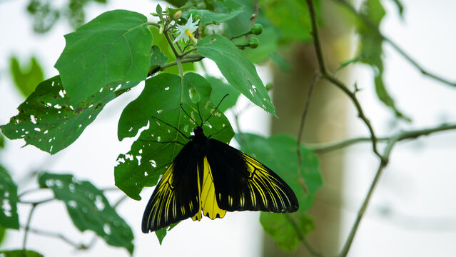 Golden bird's-wing (Ornithoptera, Troides aeacus). Famous golden butterfly catches eye with contrast of yellow and black, enhancing color. Mountainous rainforest on Borneo island, Malaysia. January