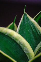 Senseveria Hahnii Jade