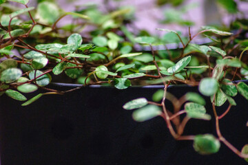 Muehlenbeckia Spotlight