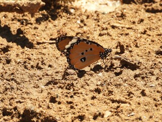 butterfly on the ground