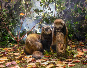 two domestic ferret, pet	